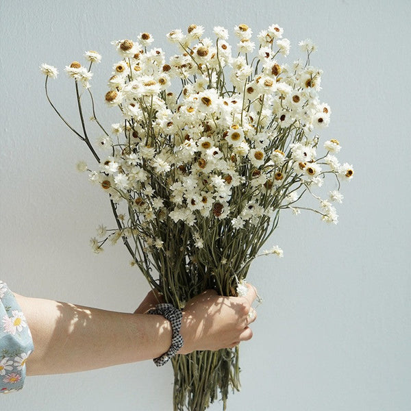 Flower Arrangements, Natural Dried Daisy Flower Bouquet, Natural Dried Daisy Flowers, A Bunch of Dried Daisy Flowers, Handmade Artificial Flowers for Home Decor-artworkcanvas
