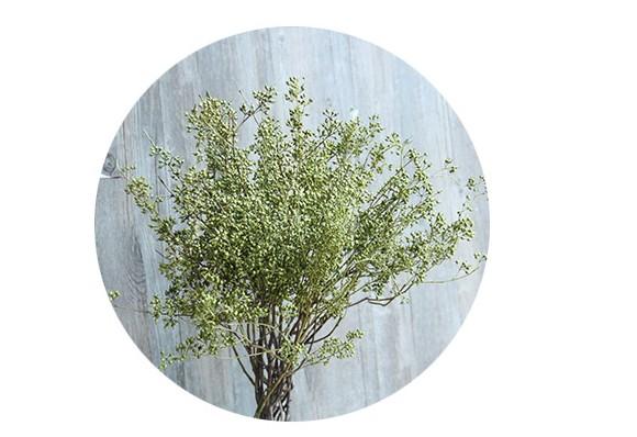 Dried Seek, Dried Flowers, Botanical Home Decor, Seed Stalks. Natural Greenery-artworkcanvas