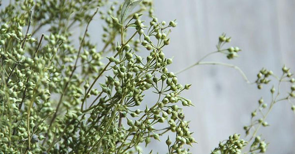 Dried Seek, Dried Flowers, Botanical Home Decor, Seed Stalks. Natural Greenery-artworkcanvas