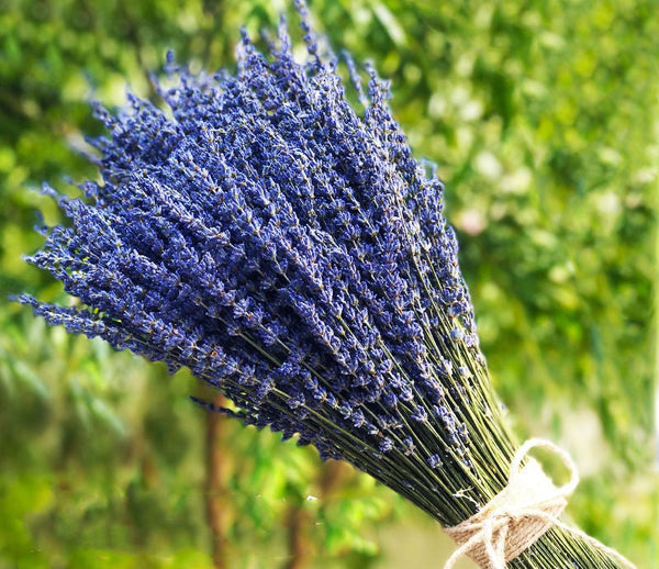 Flower Arrangements, Natural Dried Lavender Flower Bouquet, Natural Dried Lavender Flowers, A Bunch of Dried Lavender Flowers, Handmade Artificial Flowers for Home Decor-artworkcanvas