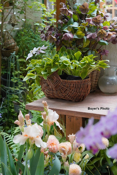 Large Picnic Food Basket with Handle, Natural Hand-woven Wicker Storage Basket, Natural Fruit Baskets, Kitchen Storage Baskets, Willow Weaving Baskets with Handle-artworkcanvas